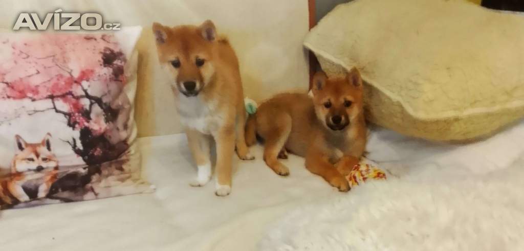 Foto inzerátu Shiba Inu 
