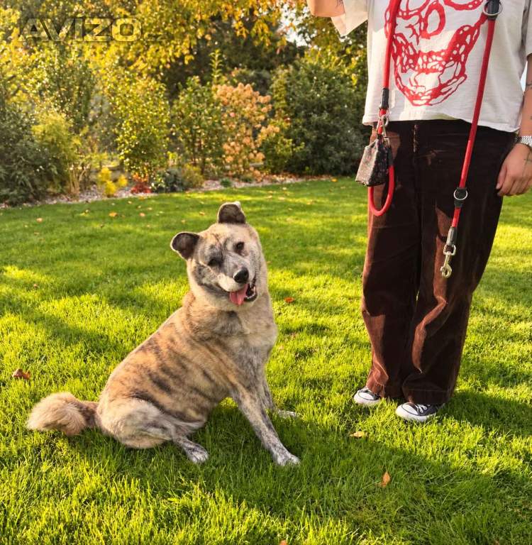 Foto inzerátu SALVADOR - cca 23 kg, kastrovaný psík 6 let let