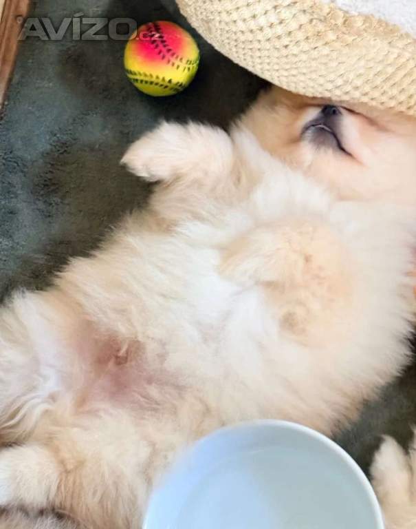 Rozkošné štěně pomeraniana