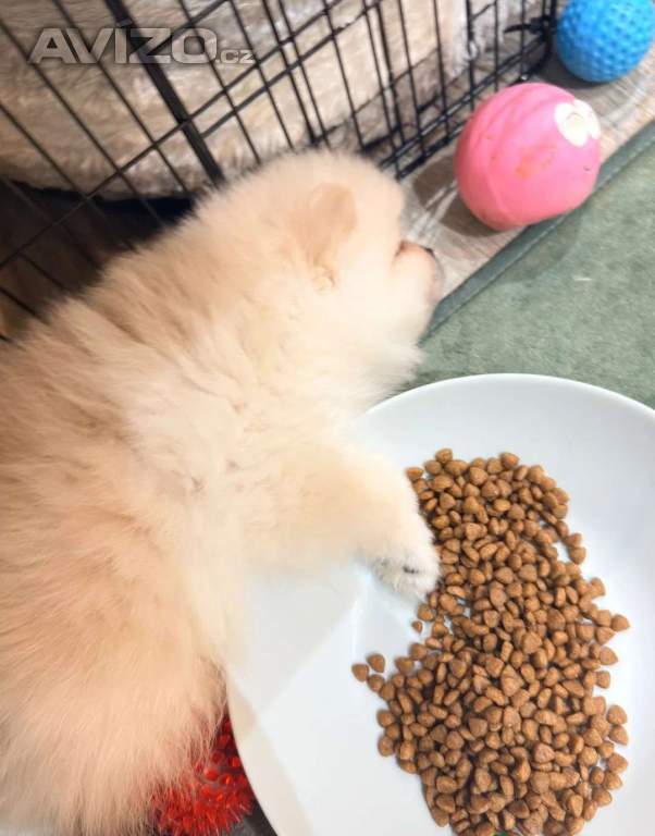Foto inzerátu Rozkošné štěně pomeraniana