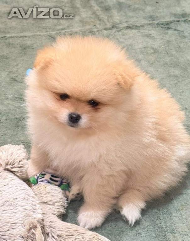 Foto inzerátu Rozkošné štěně pomeraniana