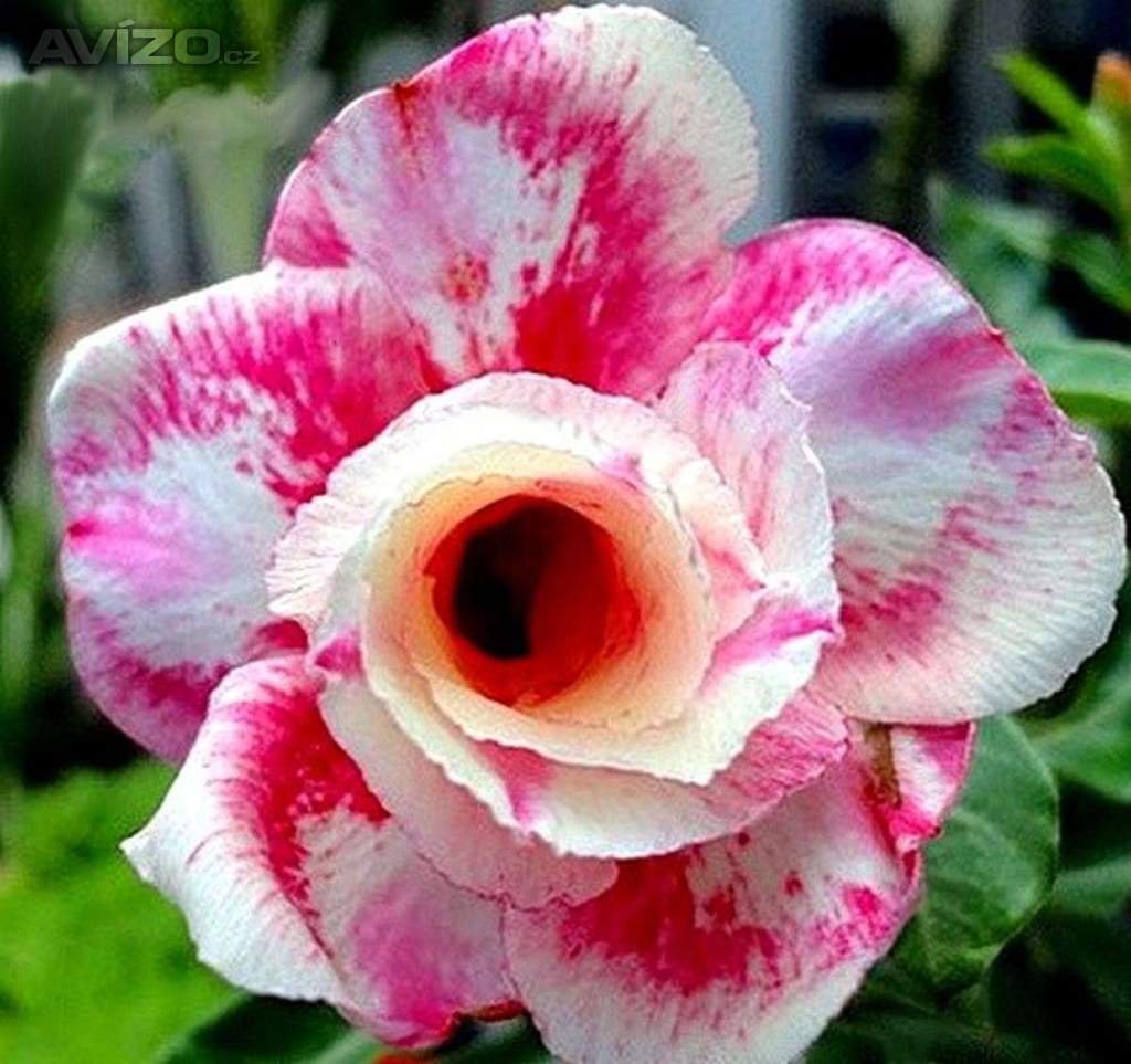 Adenium obesum wanjai - semena