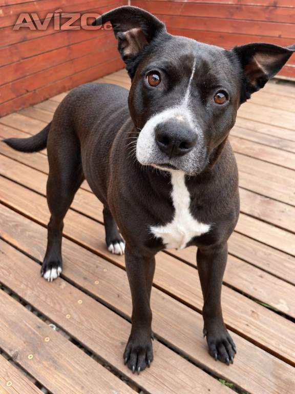 ELLIE - 29 kg, kastrovaná fenečka 5 let 
