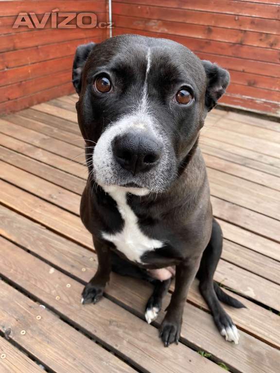 Foto inzerátu ELLIE - 29 kg, kastrovaná fenečka 5 let 