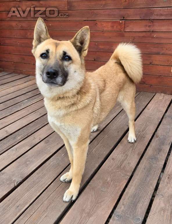 REBECCA - 12 kg, kastrovaná fenečka 2 roky 