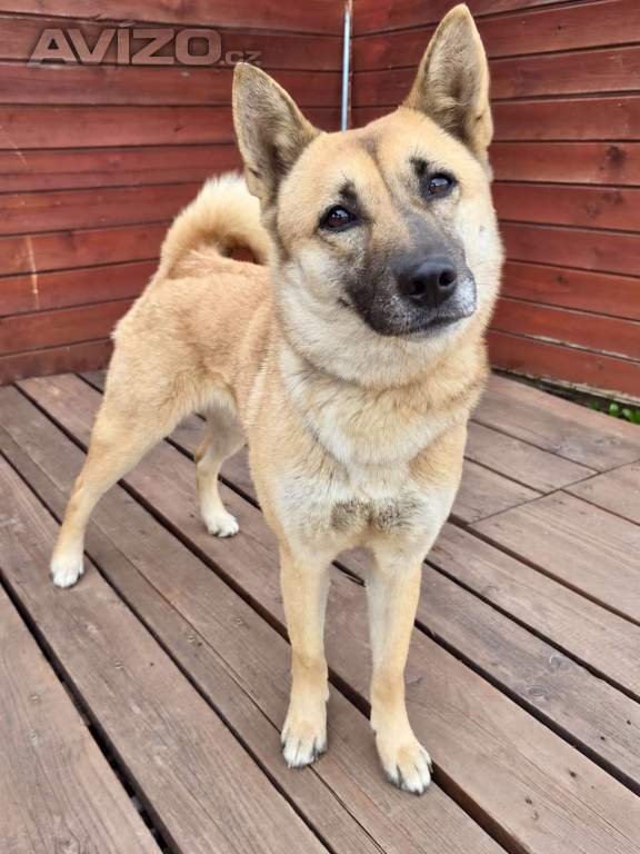 Foto inzerátu REBECCA - 12 kg, kastrovaná fenečka 2 roky 