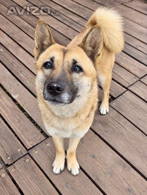 Foto inzerátu REBECCA - 12 kg, kastrovaná fenečka 2 roky 