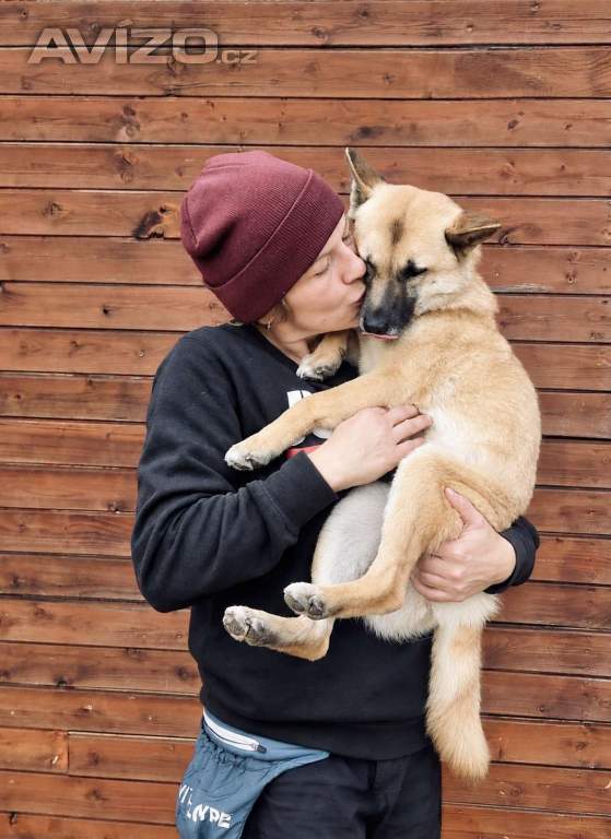 Foto inzerátu REBECCA - 12 kg, kastrovaná fenečka 2 roky 