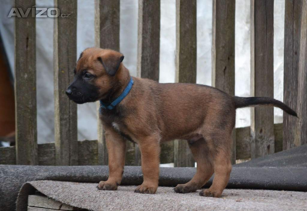Belgický ovčák malinois s PP