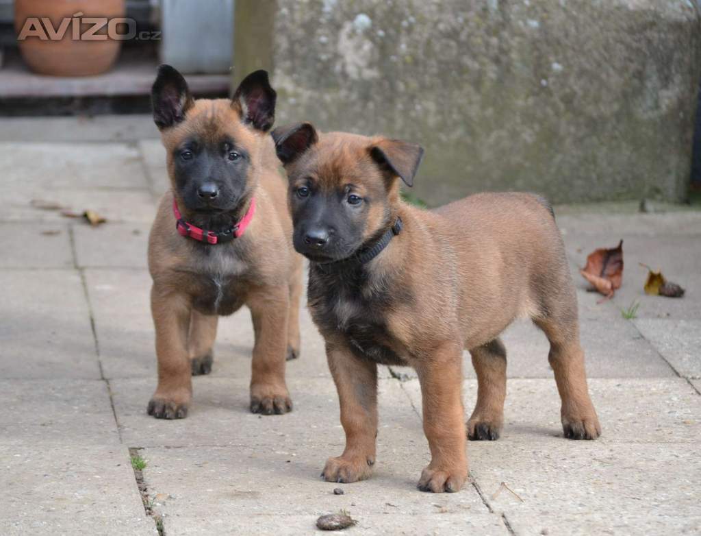 Foto inzerátu Belgický ovčák malinois s PP
