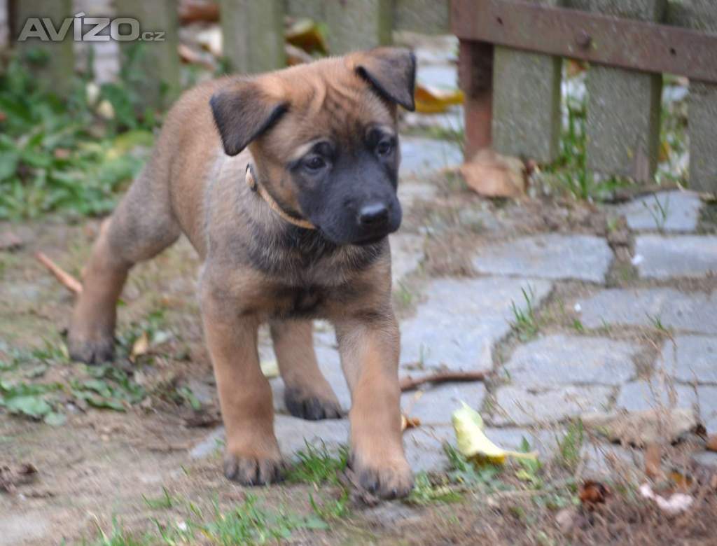 Foto inzerátu Belgický ovčák malinois s PP