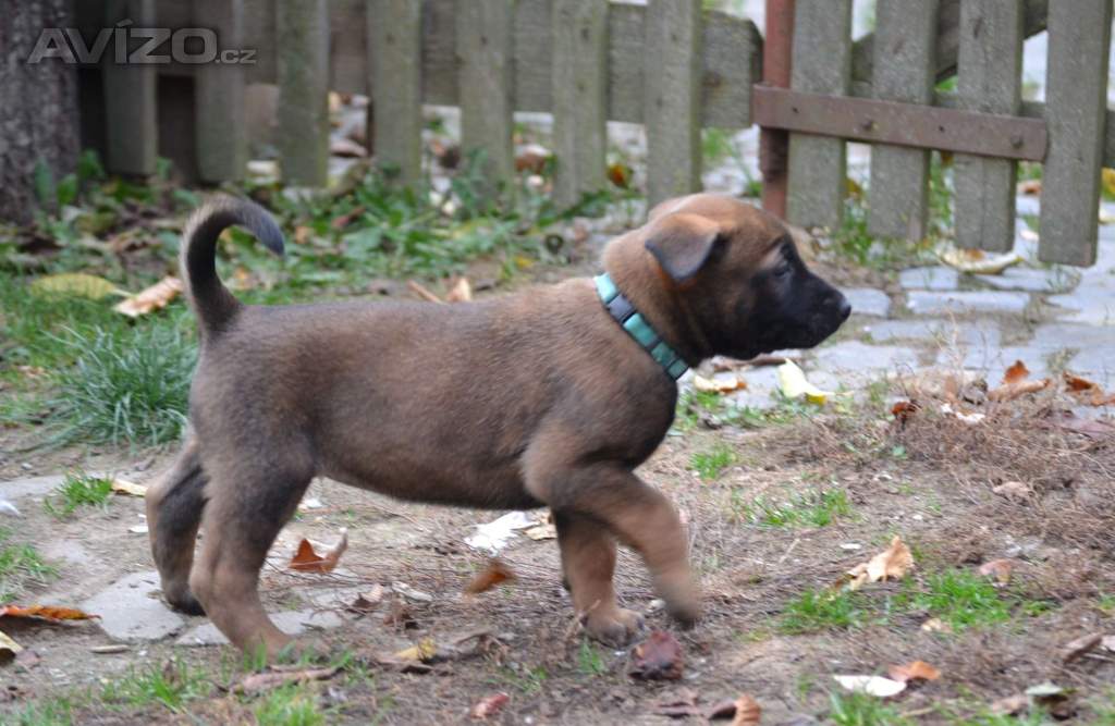 Foto inzerátu Belgický ovčák malinois s PP