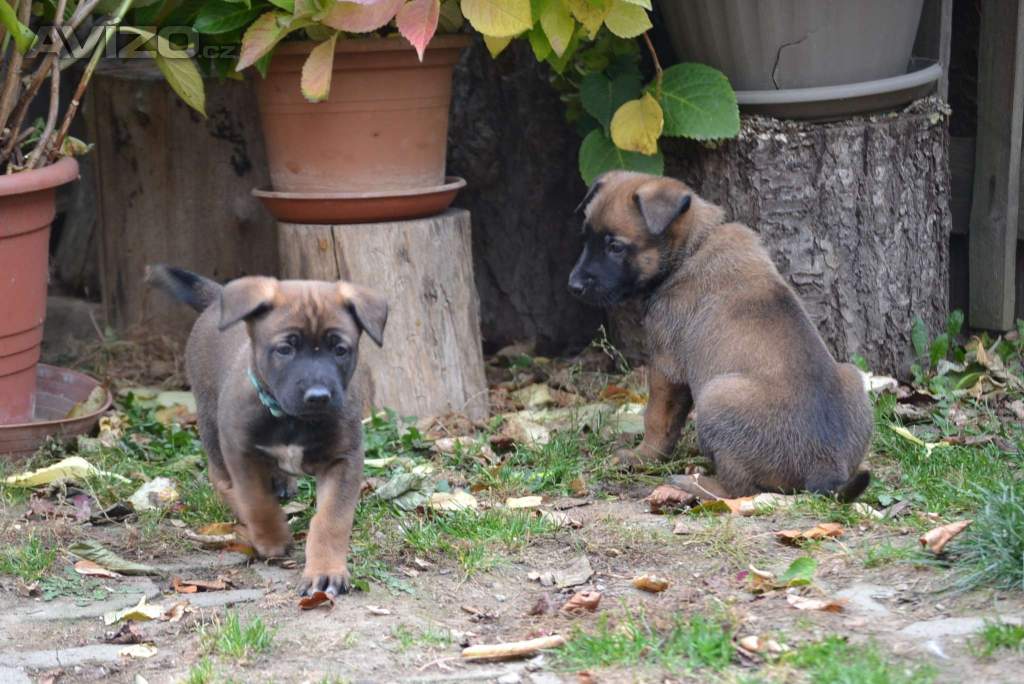 Foto inzerátu Belgický ovčák malinois s PP