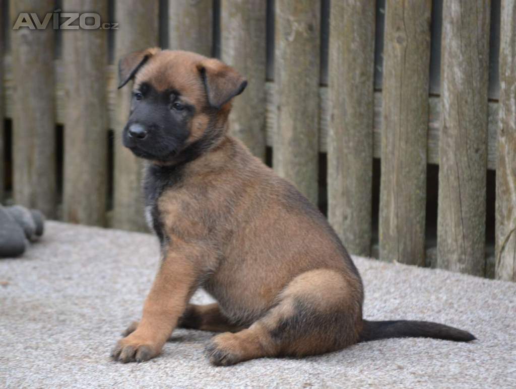 Foto inzerátu Belgický ovčák malinois s PP