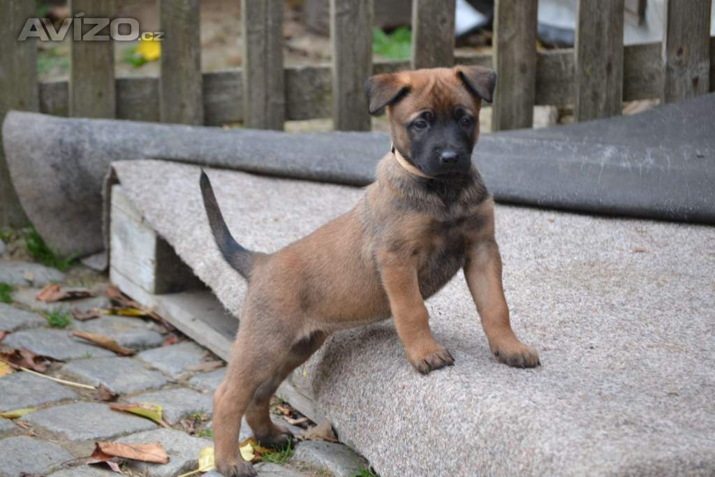 Foto inzerátu Belgický ovčák malinois s PP