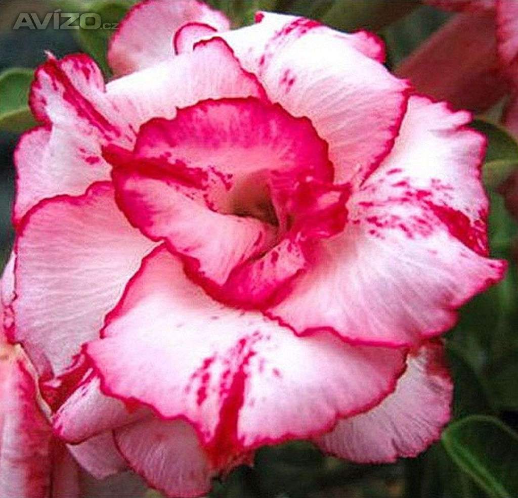 Adenium obesum Lady Gaga - semena