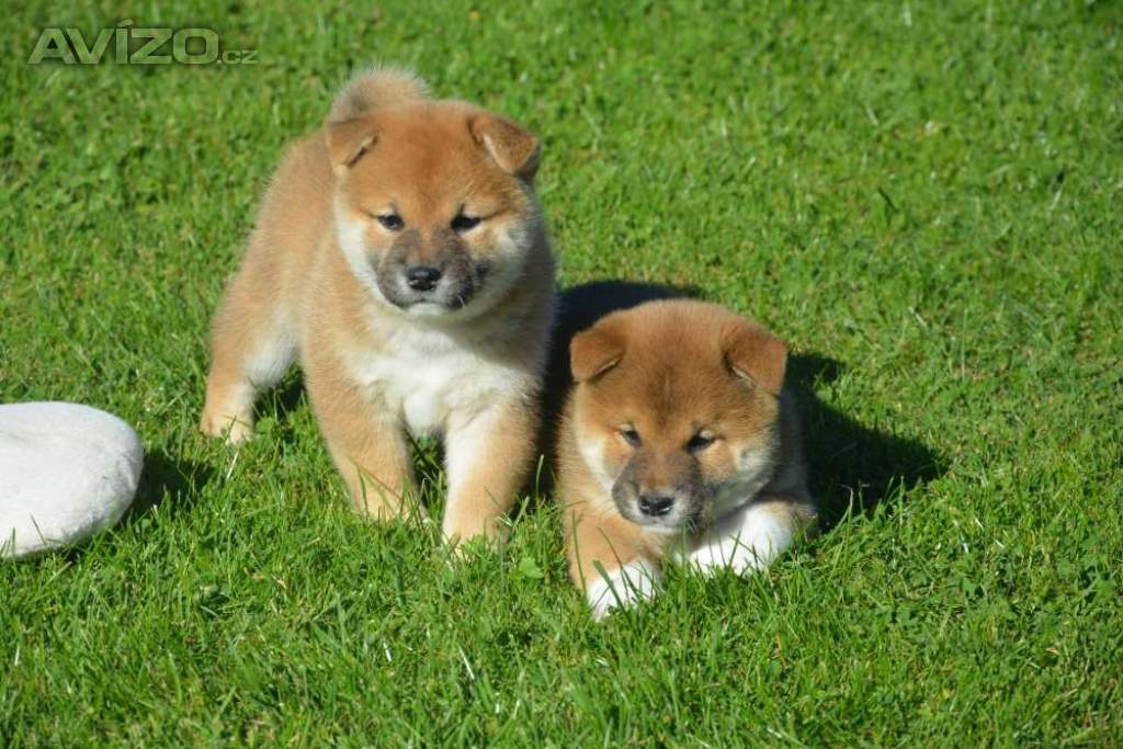 Shiba inu 