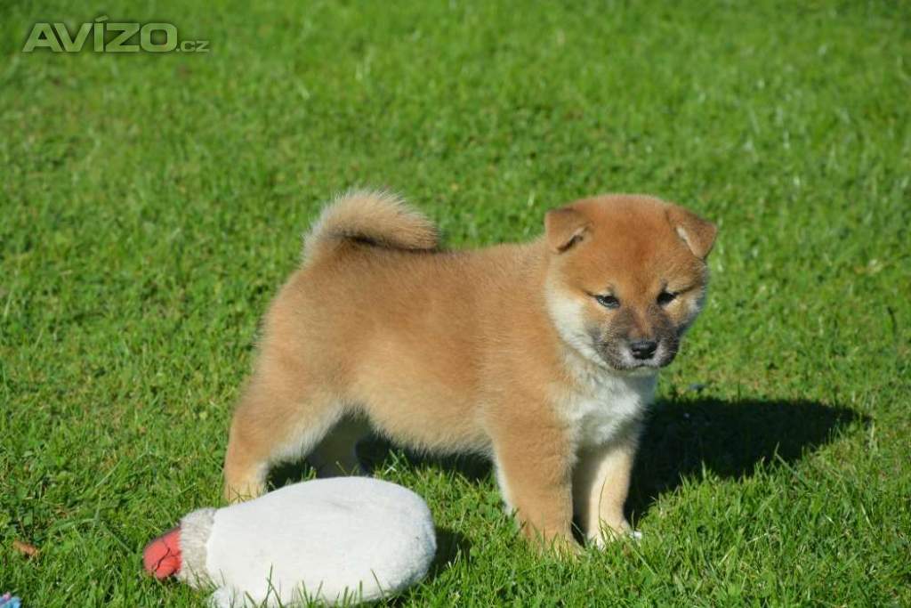 Foto inzerátu Shiba inu 