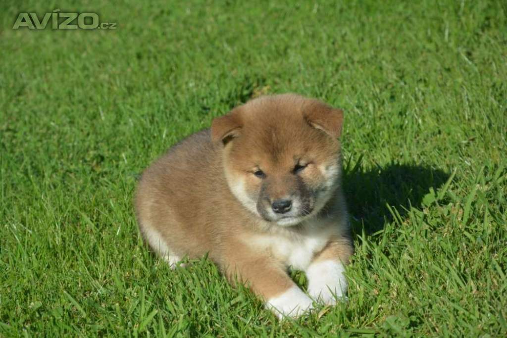 Foto inzerátu Shiba inu 