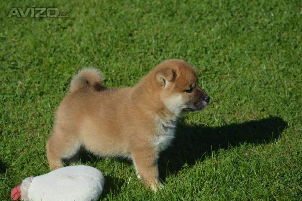 Foto inzerátu Shiba inu 