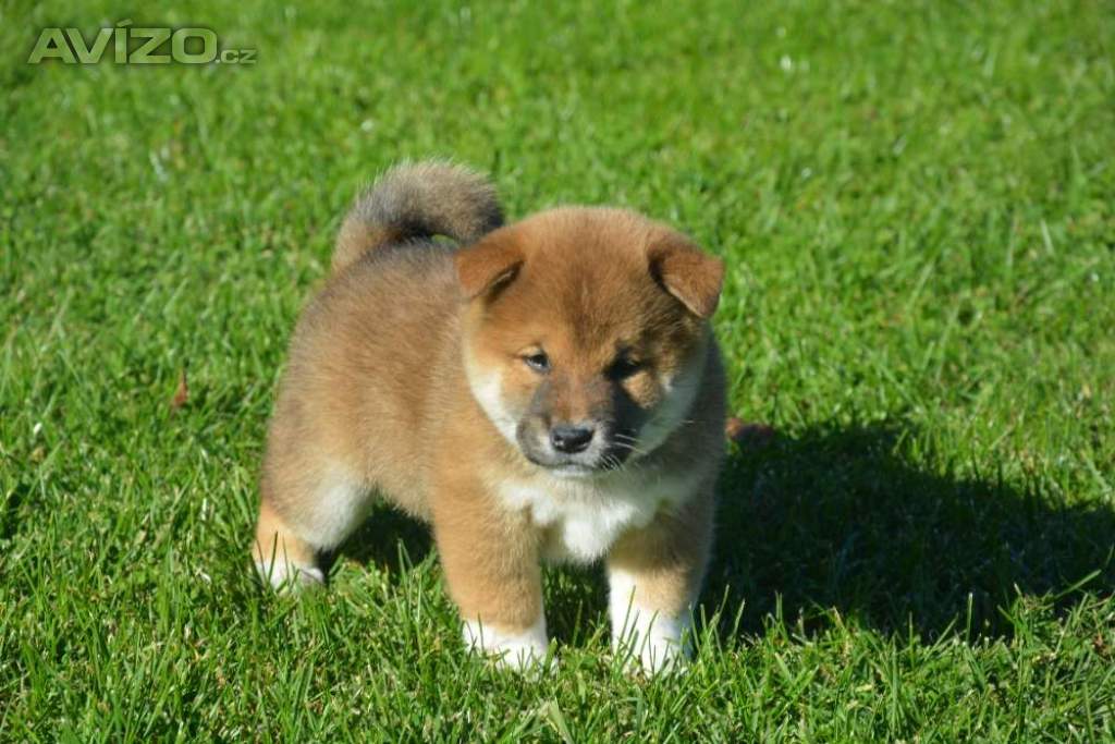 Foto inzerátu Shiba inu 