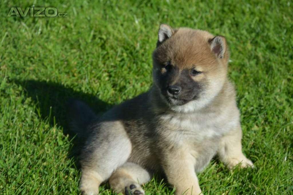 Foto inzerátu Shiba inu 