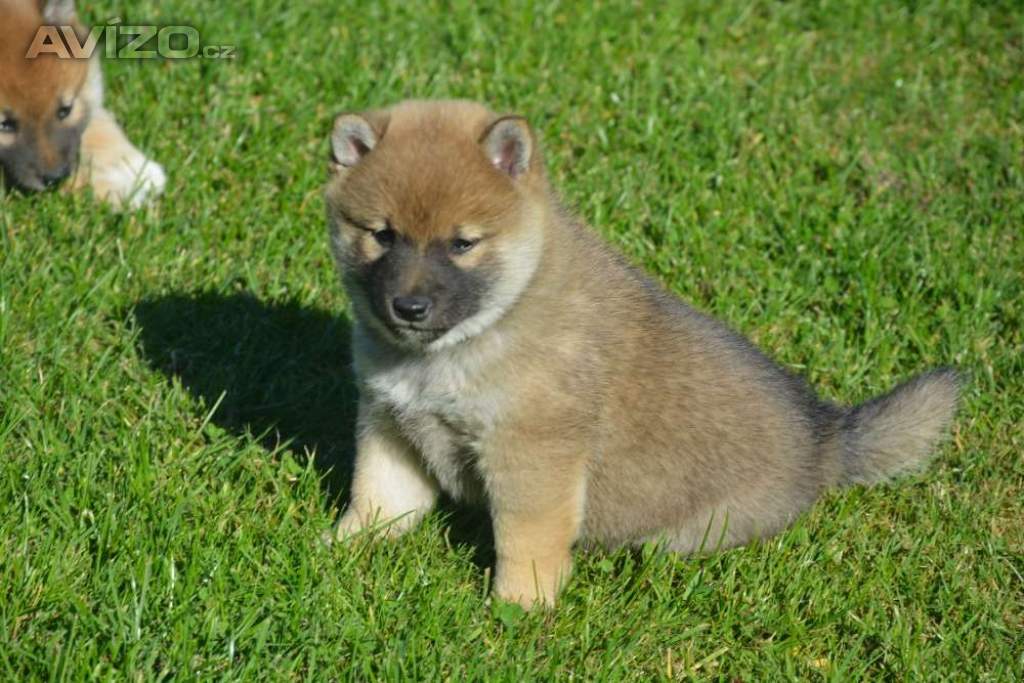 Foto inzerátu Shiba inu 