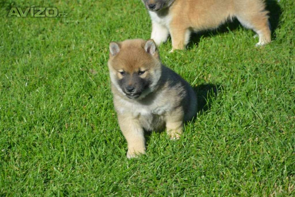 Foto inzerátu Shiba inu 