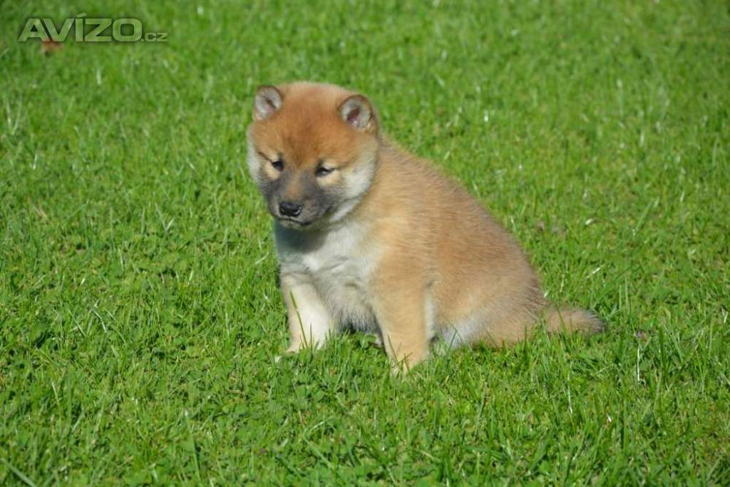 Foto inzerátu Shiba inu 