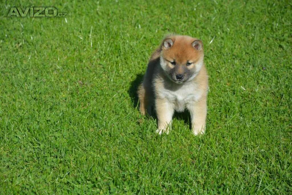 Foto inzerátu Shiba inu 