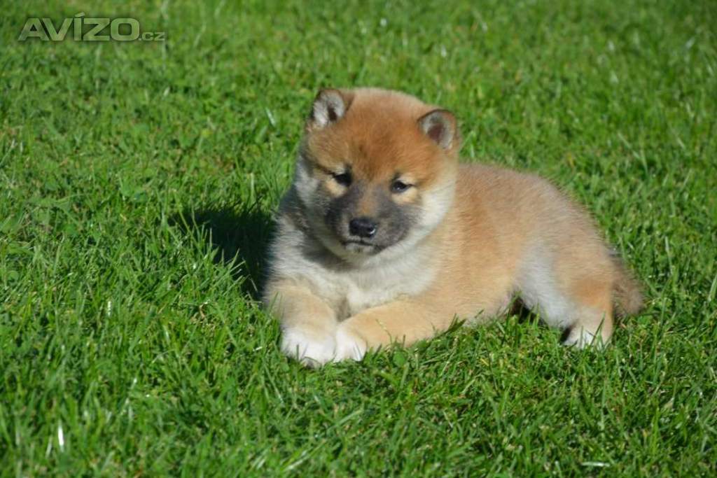 Foto inzerátu Shiba inu 