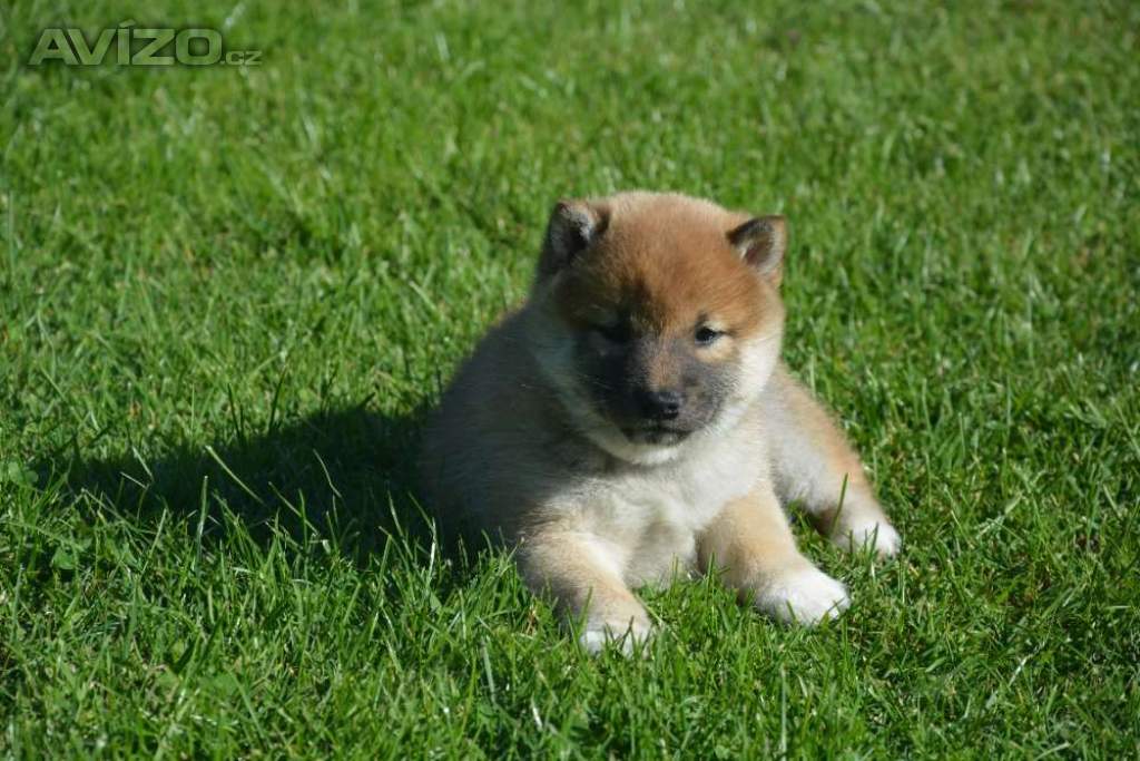 Foto inzerátu Shiba inu 
