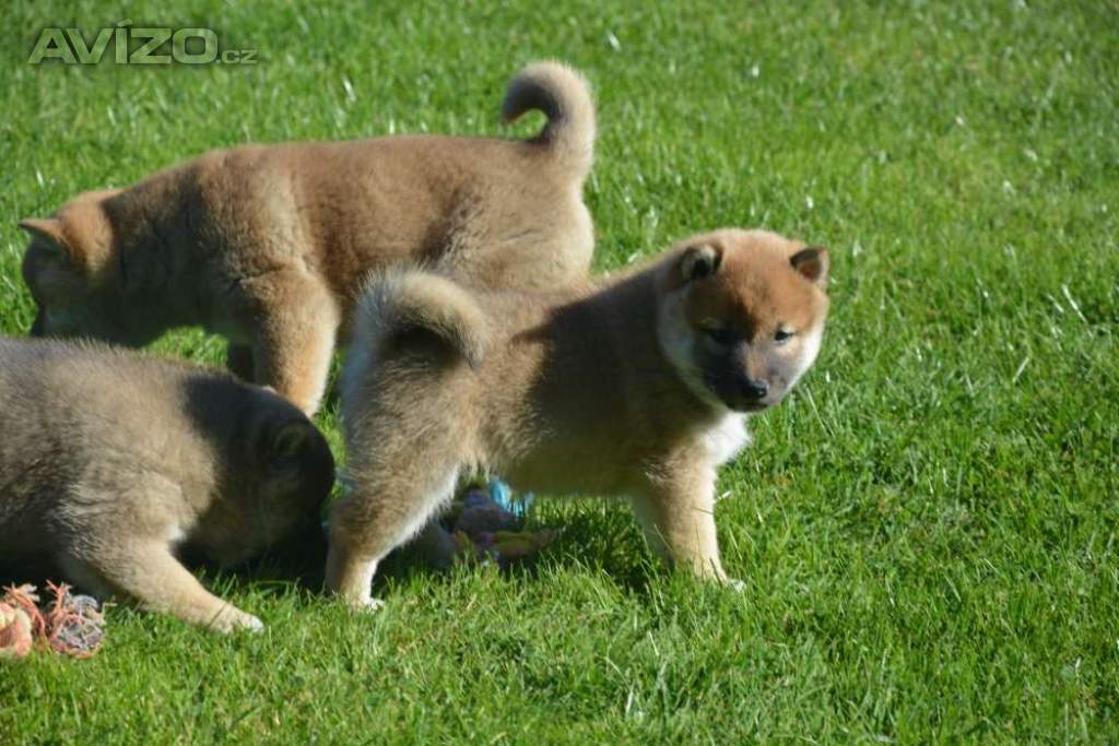 Foto inzerátu Shiba inu 