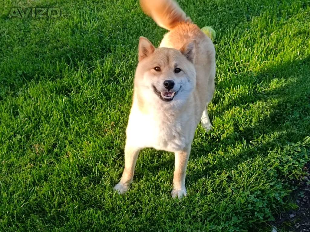 Foto inzerátu Shiba inu 