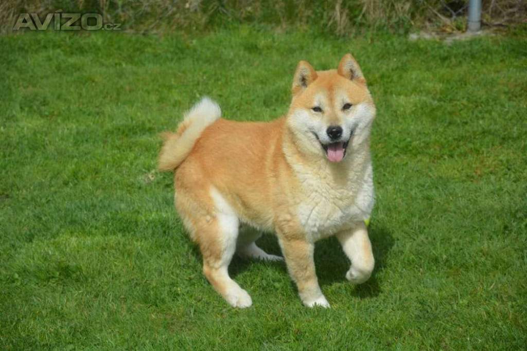 Foto inzerátu Shiba inu 