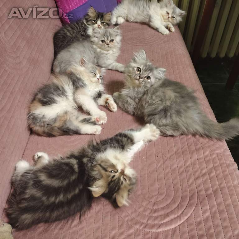 Foto inzerátu Perská koťátka 