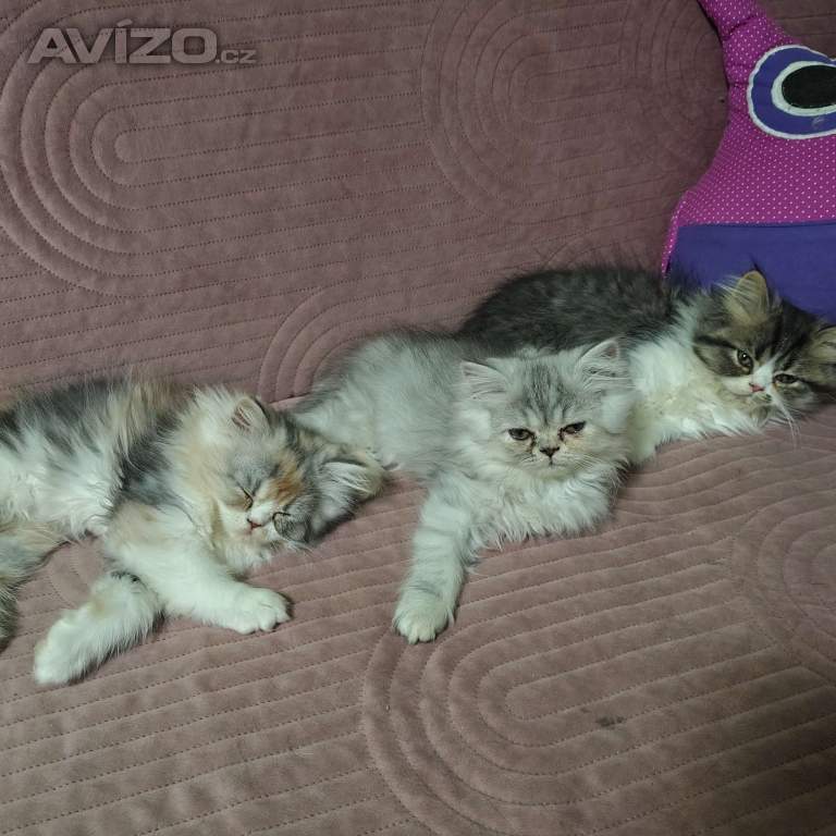 Foto inzerátu Perská koťátka 