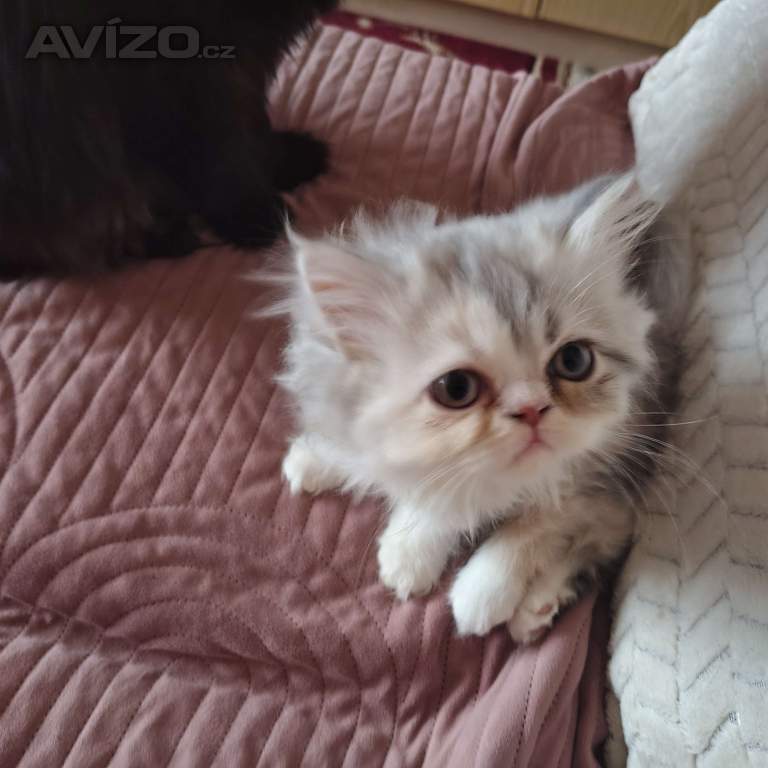 Foto inzerátu Perská koťátka 