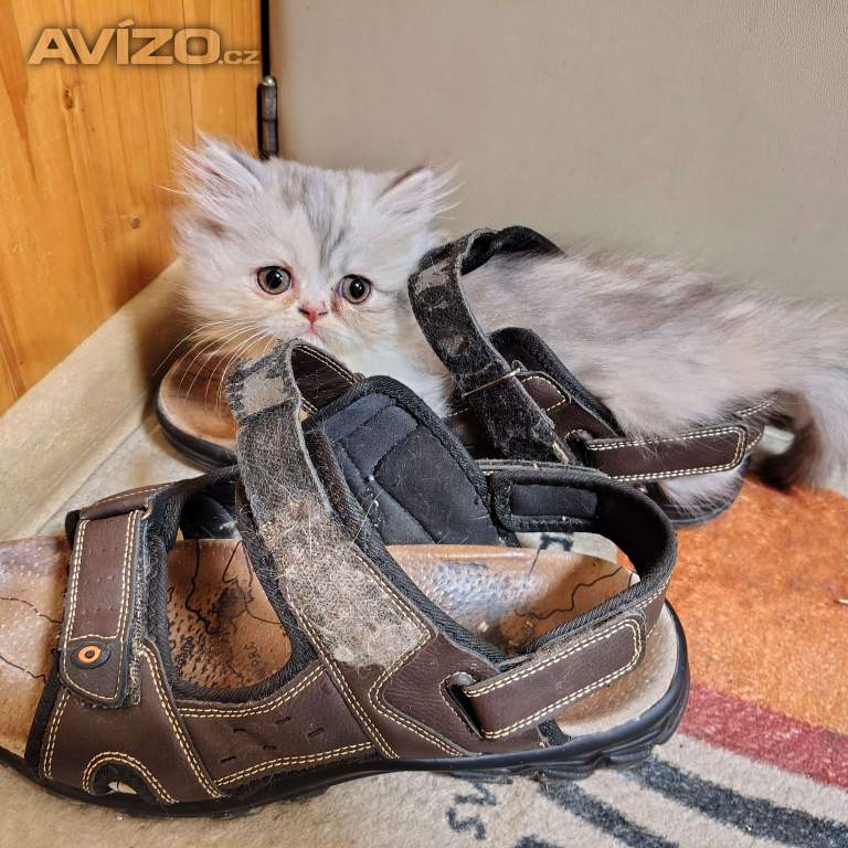 Foto inzerátu Perská koťátka 