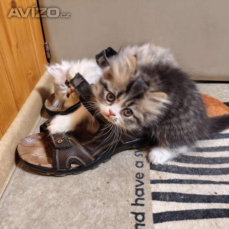 Foto inzerátu Perská koťátka 