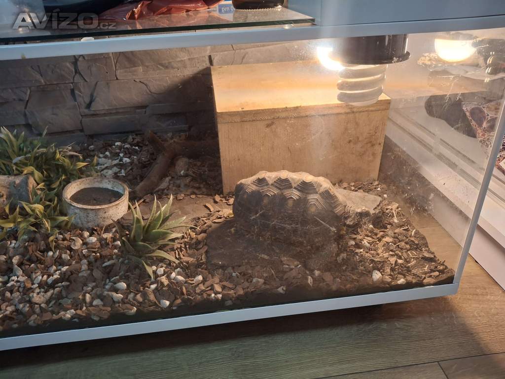 Foto inzerátu Želva uhlířská 