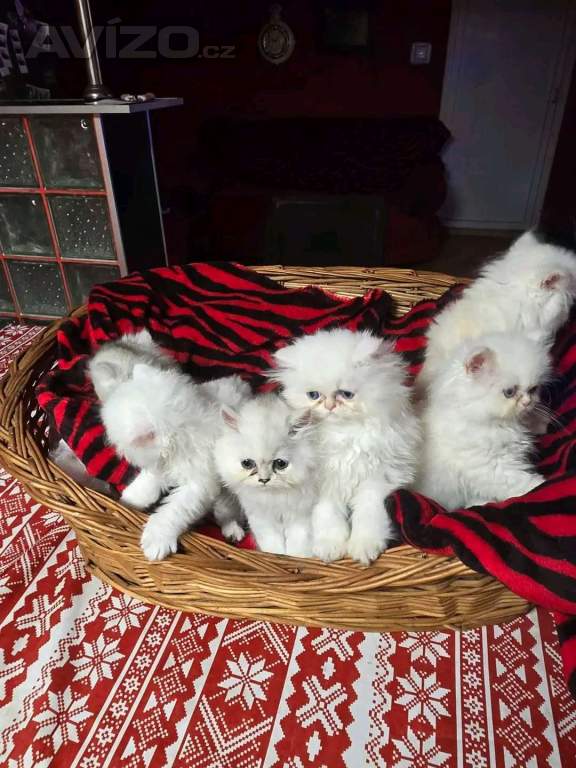Foto inzerátu Koťata Perské činčily 