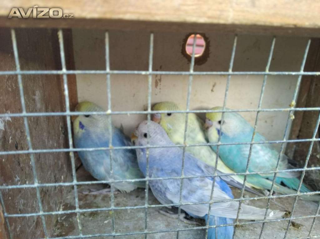 Foto inzerátu Prodám hrdličky bílé, ryžovnik, andulky duhove