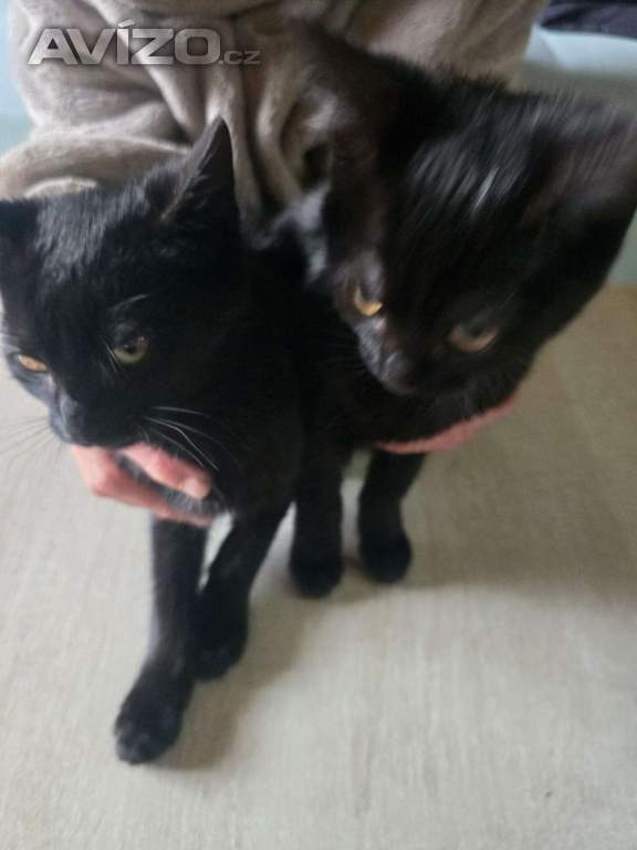 Foto inzerátu Daruji koťata 