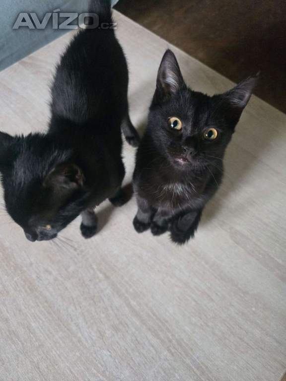 Foto inzerátu Daruji koťata 