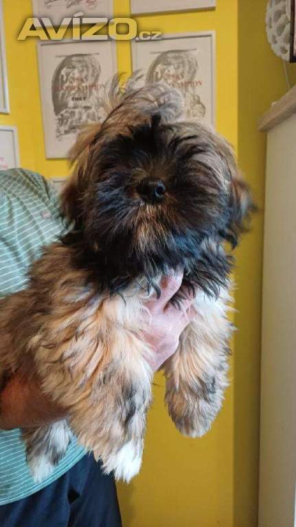 Foto inzerátu Nabízím štěňátka Lhasa Apso s PP