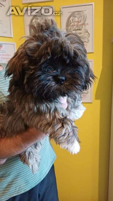 Foto inzerátu Nabízím štěňátka Lhasa Apso s PP