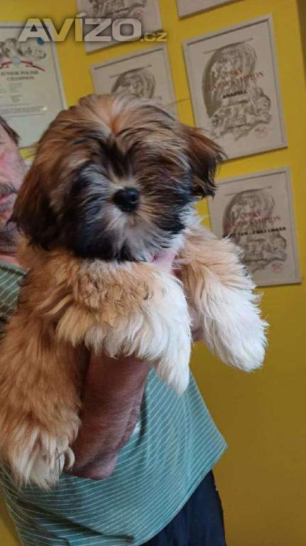 Foto inzerátu Nabízím štěňátka Lhasa Apso s PP