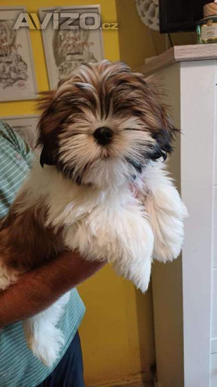 Foto inzerátu Nabízím štěňátka Lhasa Apso s PP