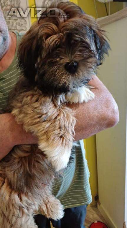 Foto inzerátu Nabízím štěňátka Lhasa Apso s PP